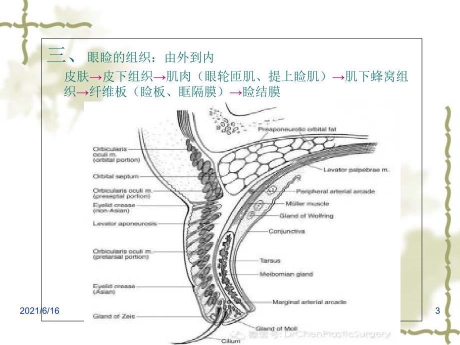 重睑术双眼皮课件.ppt_第3页