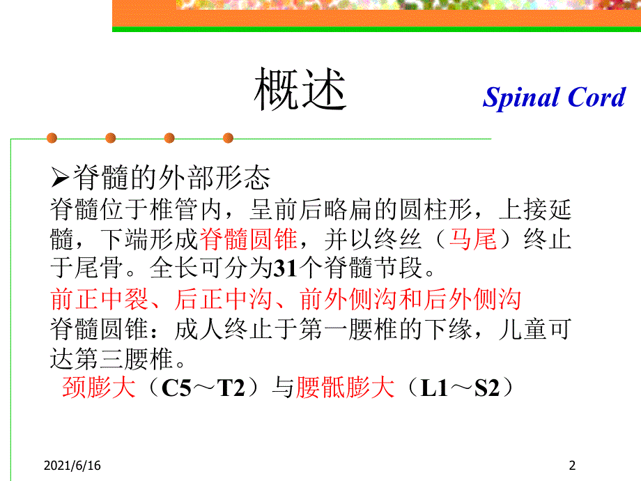 脊髓炎PPT课件.ppt_第2页