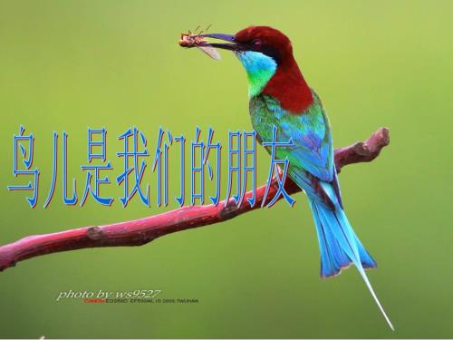 鸟儿是我们的好朋友.ppt