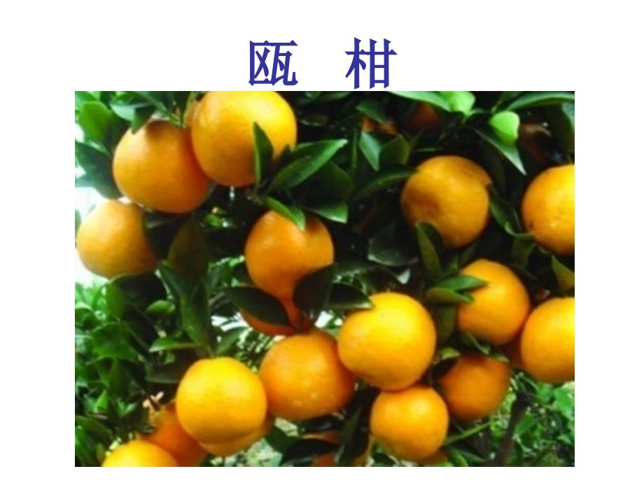 话说温州瓯柑PPT课件.ppt_第3页