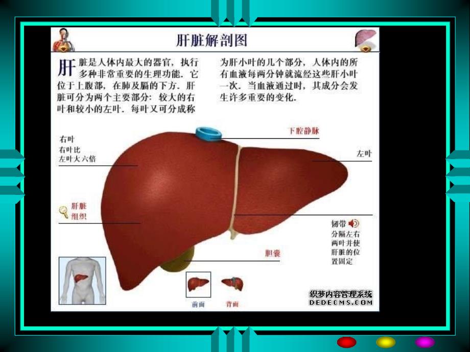 麻醉与肝脏PPT课件.ppt_第3页