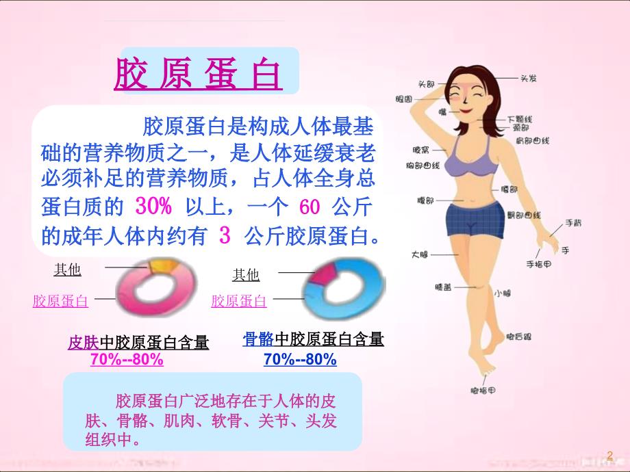 胶原蛋白PPT课件.ppt_第2页
