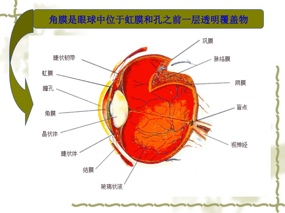 角膜移植的免疫学研究进展.ppt_第2页