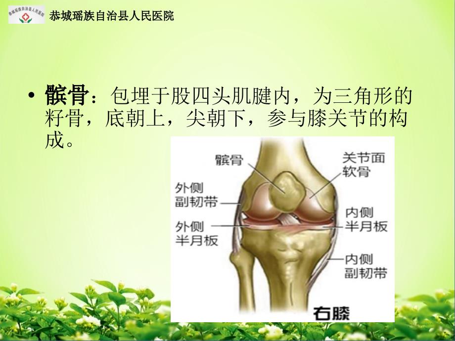 髌骨骨折PPT课件.ppt_第2页