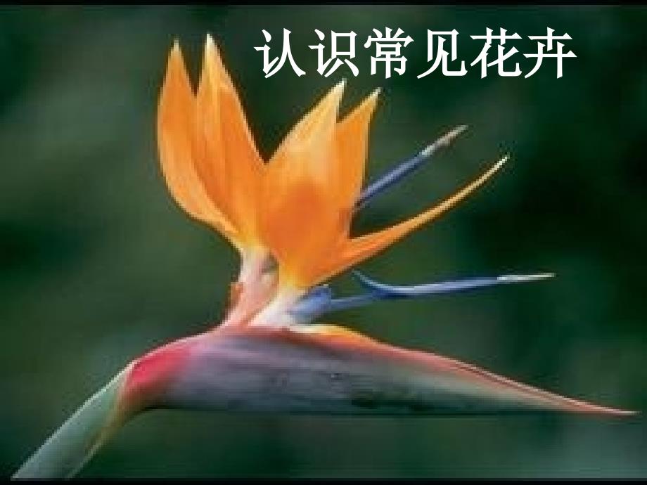认识常见花卉PPT课件.ppt_第1页