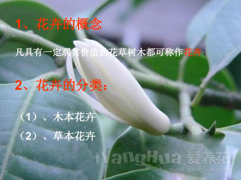 认识常见花卉PPT课件.ppt_第2页
