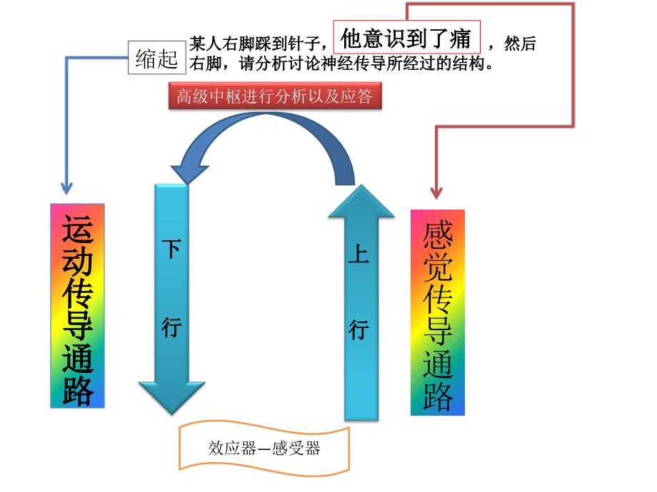 踩到钉子的传导通路.ppt_第3页