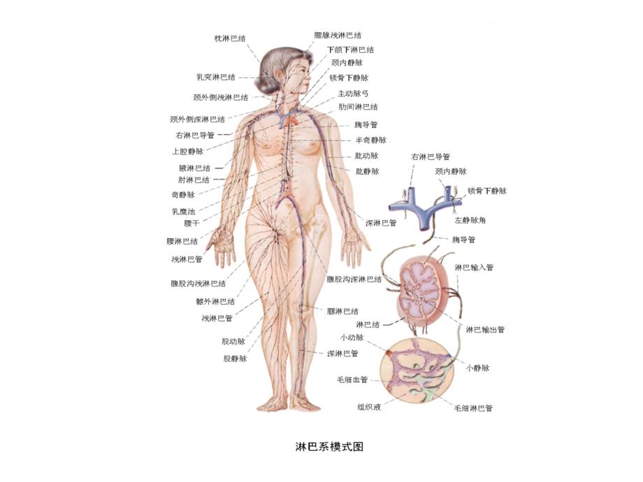 面颈部淋巴结和淋巴管.ppt_第3页