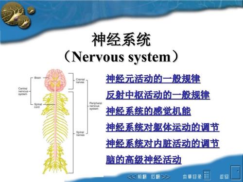 神经系统医学PPT.ppt