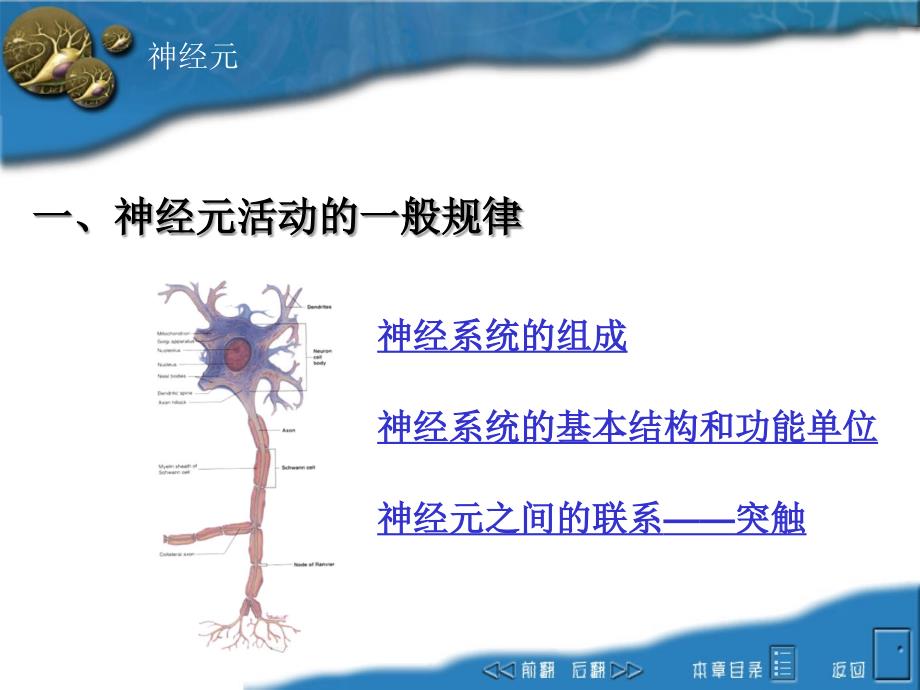 神经系统医学PPT.ppt_第2页
