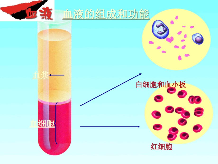 血液循环复习PPT课件.ppt_第3页