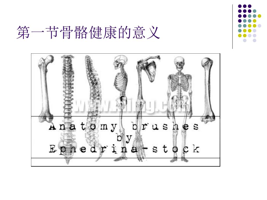 骨骼健康的意义.ppt_第2页
