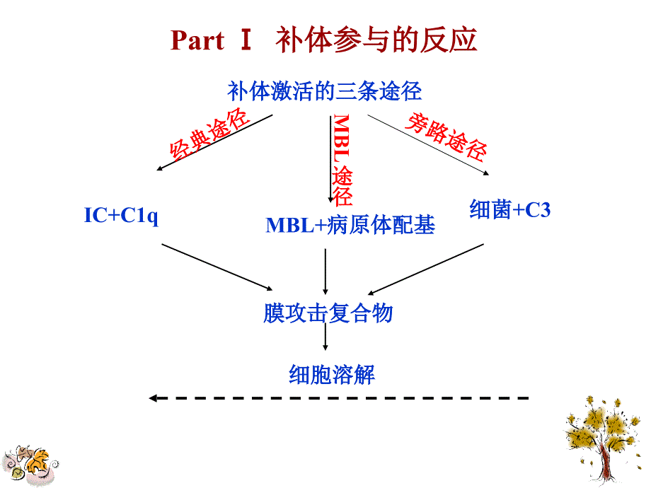 补体参与的反应PPT课件.ppt_第3页