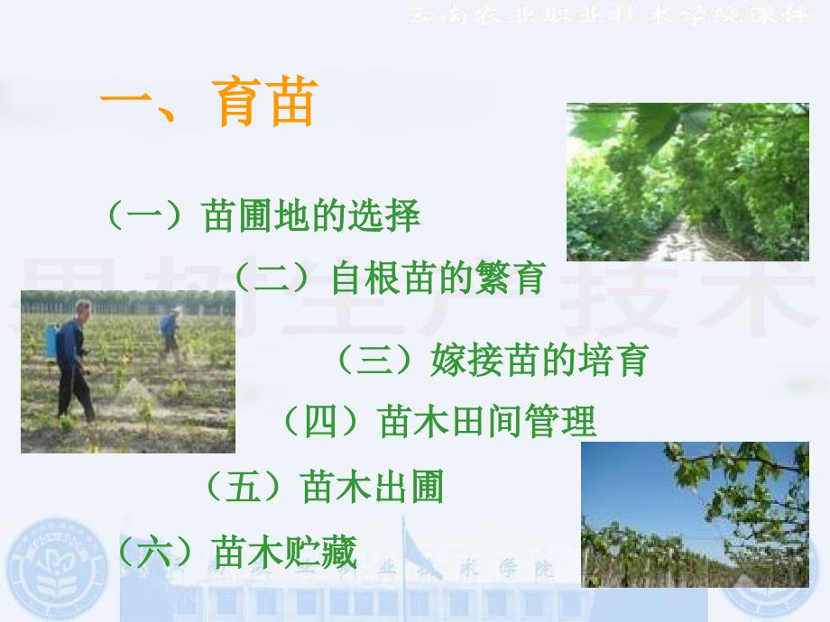 葡萄栽培技术PPT课件.ppt_第2页