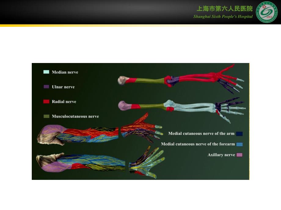 赵达强超声引导上肢神经阻滞.ppt_第2页