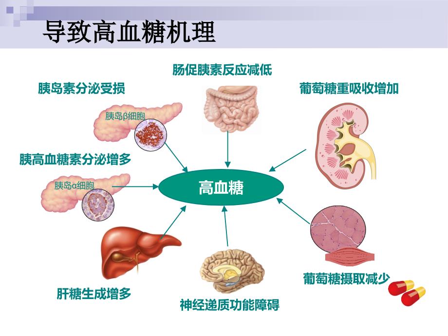降糖药小讲课PPT课件.ppt_第2页