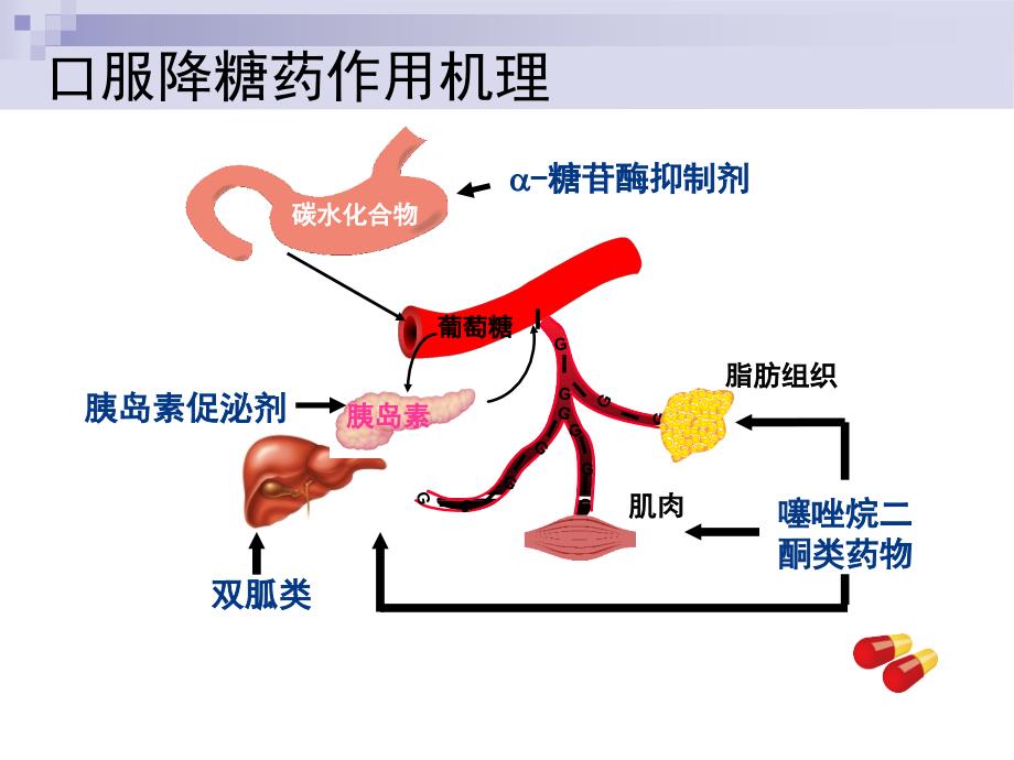 降糖药小讲课PPT课件.ppt_第3页