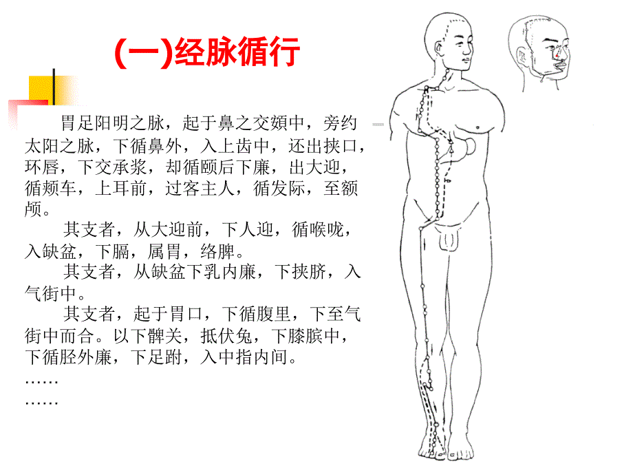 足阳明胃经及重点穴位.ppt_第2页
