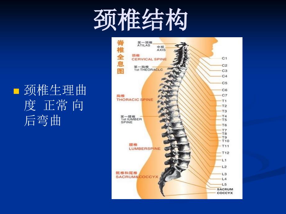 颈椎病预防与保健PPT课件.ppt_第2页
