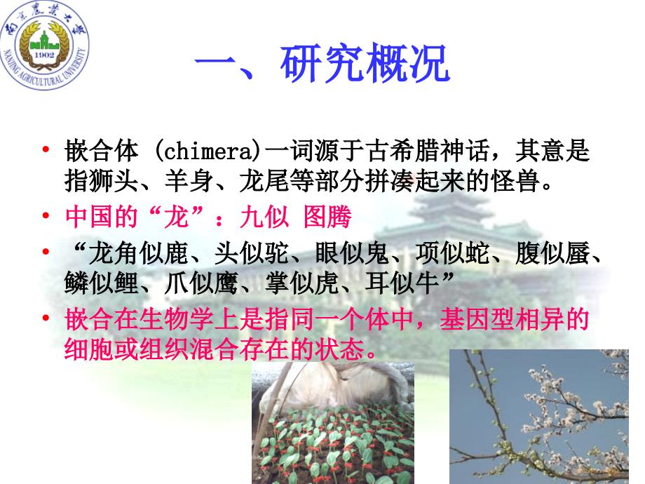 胚胎嵌合技术PPT课件.ppt_第3页