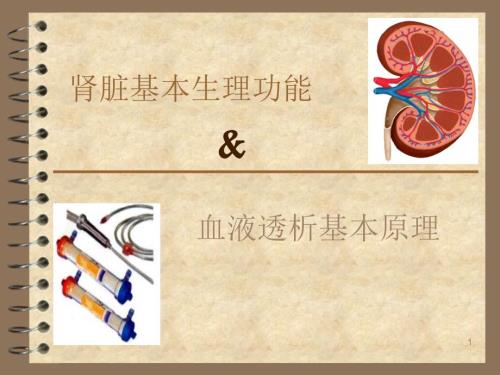 肾脏基本功能PPT演示课件.ppt