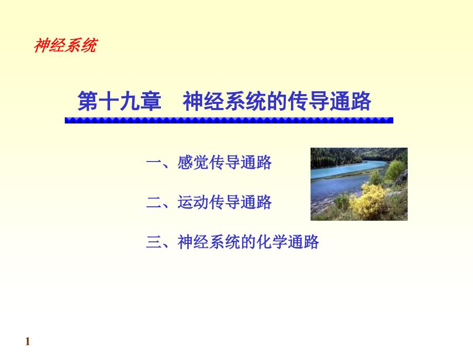 解剖学传导路PPT课件.ppt_第1页
