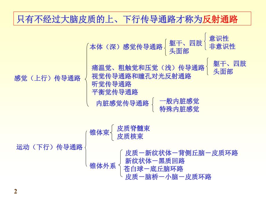 解剖学传导路PPT课件.ppt_第2页