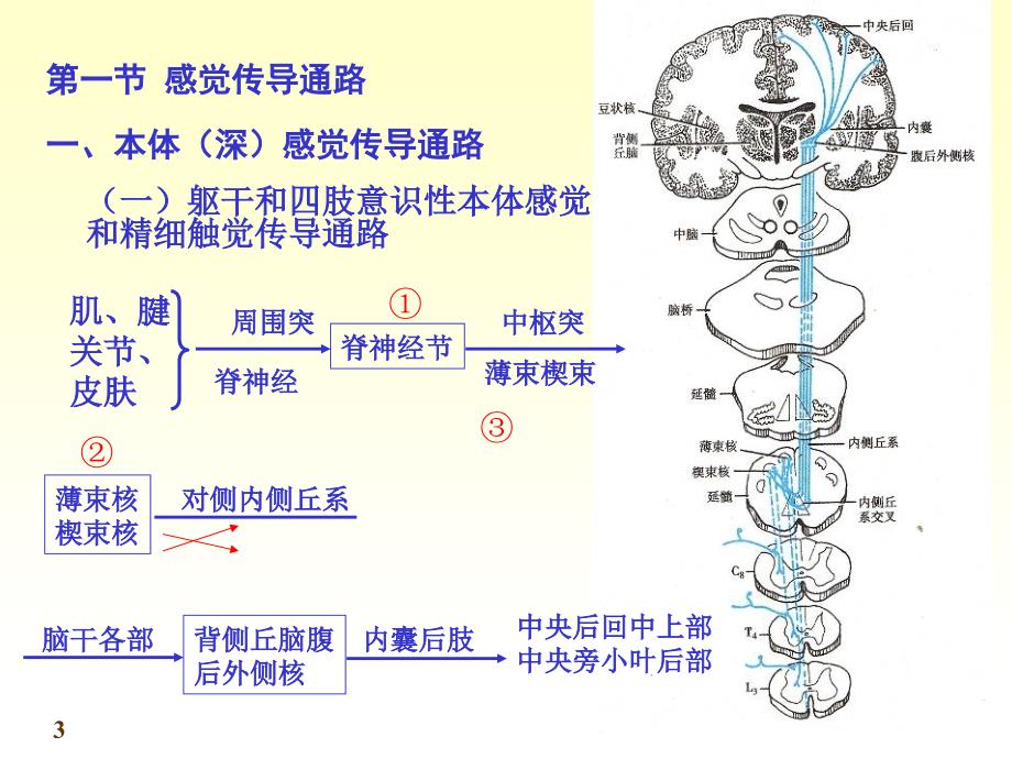 解剖学传导路PPT课件.ppt_第3页