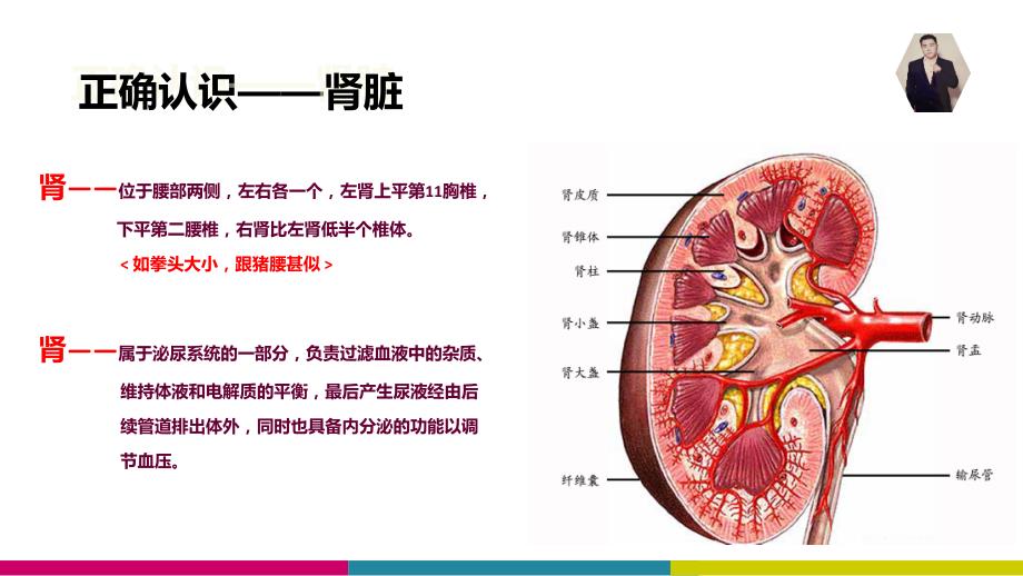 肾部养护知识PPT课件.ppt_第3页