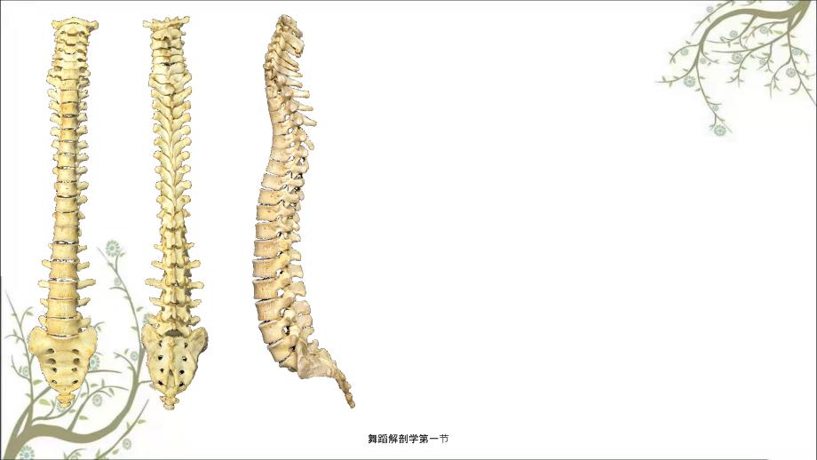舞蹈解剖学第一节.ppt_第2页