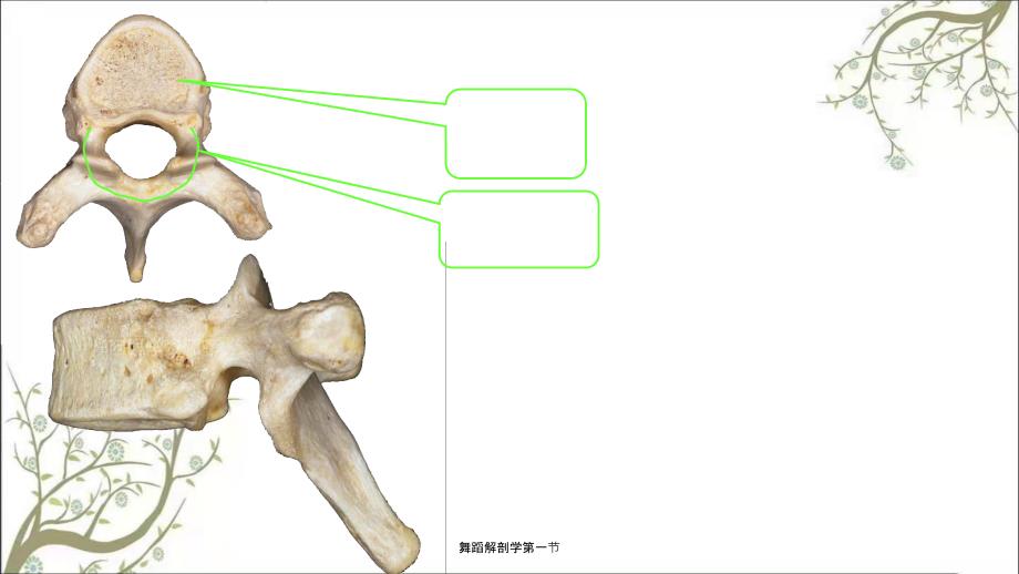 舞蹈解剖学第一节.ppt_第3页
