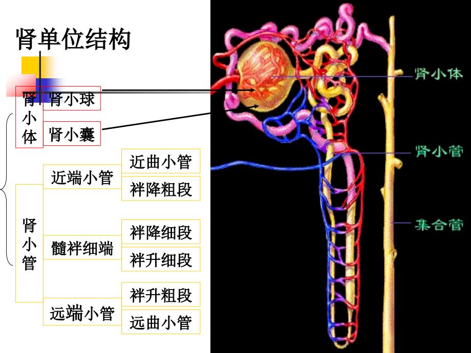 肾小管酸中毒.ppt_第3页