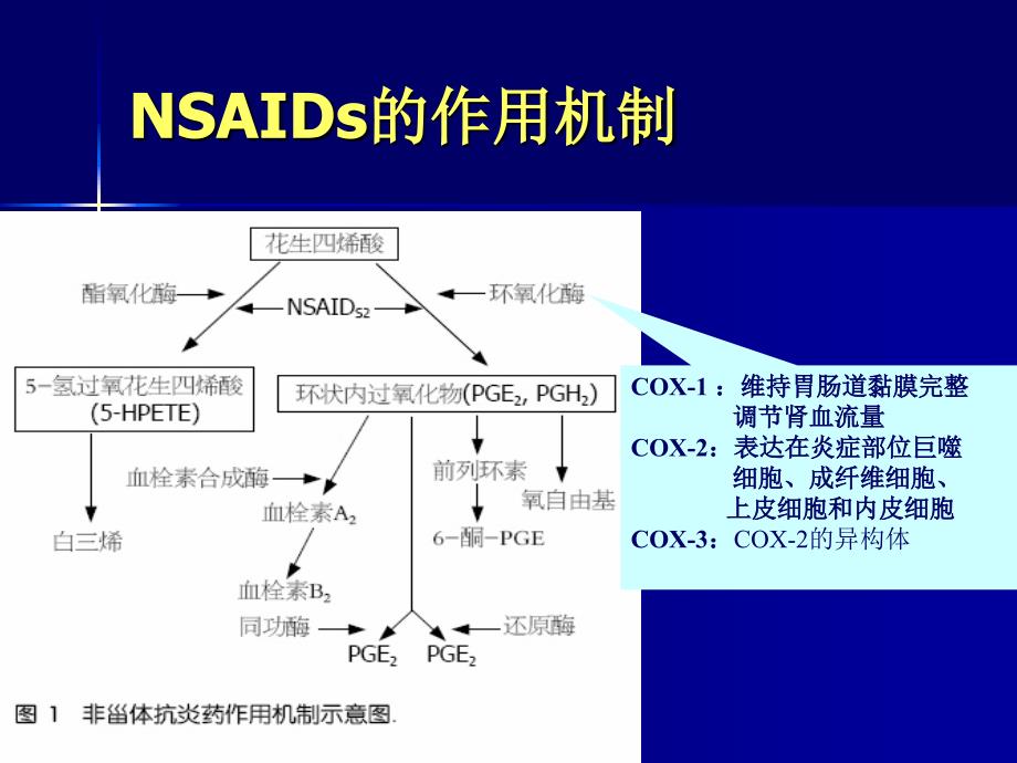 非甾体抗炎药的胃肠道损伤.ppt_第3页