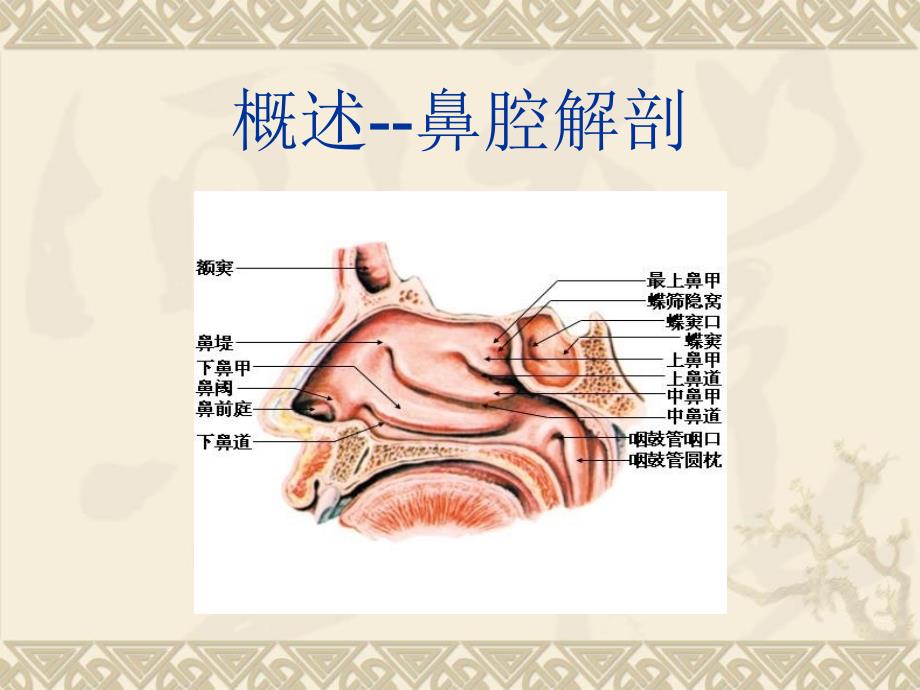 鼻腔冲洗PPT课件.ppt_第3页