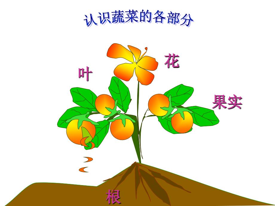 认识常见的蔬菜PPT课件.ppt_第3页