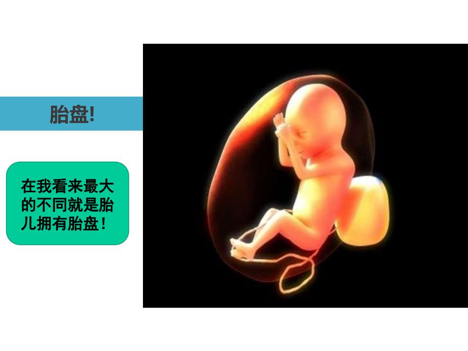 胎儿血液循环图解.ppt_第3页