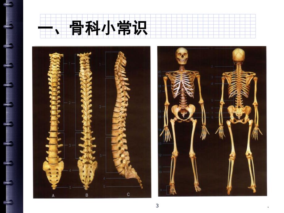 骨质疏松症的预防定稿课堂PPT.ppt_第3页