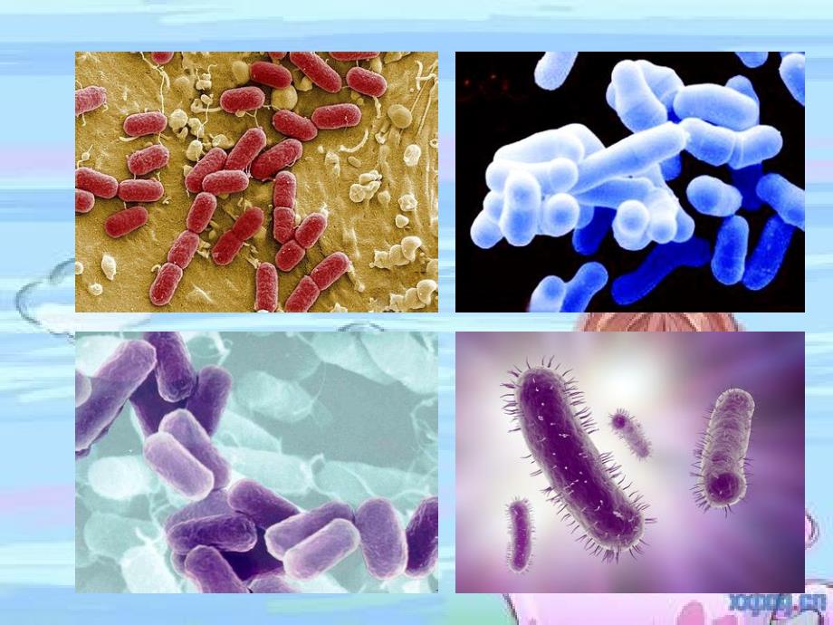 细菌世界历险记PPT课件.ppt_第2页