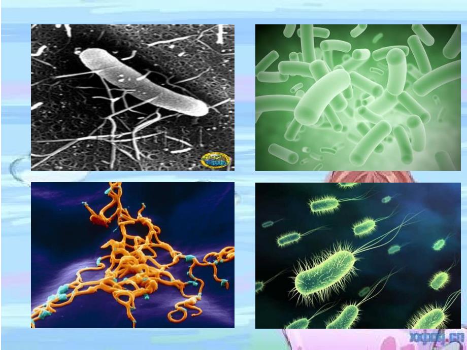 细菌世界历险记PPT课件.ppt_第3页