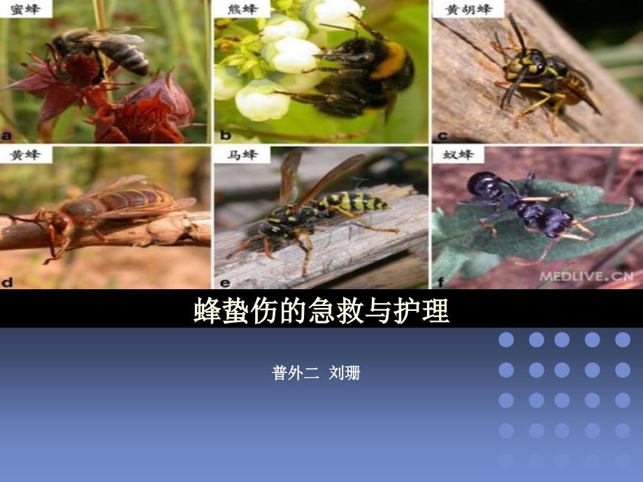 蜂蛰伤的急救与护理.ppt_第1页