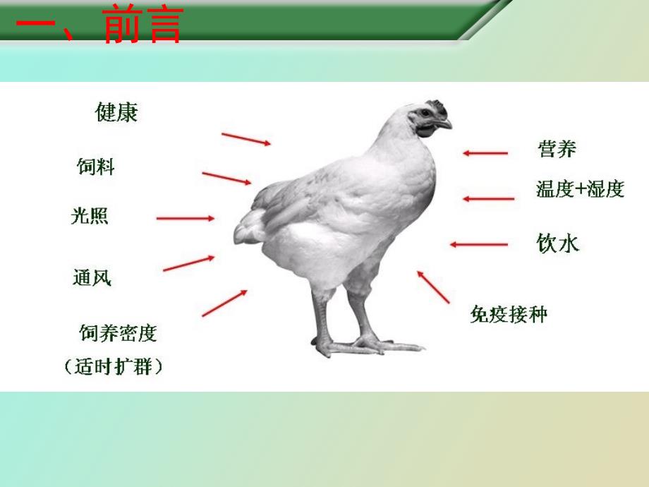 鸡舍建设及其装备.ppt_第2页