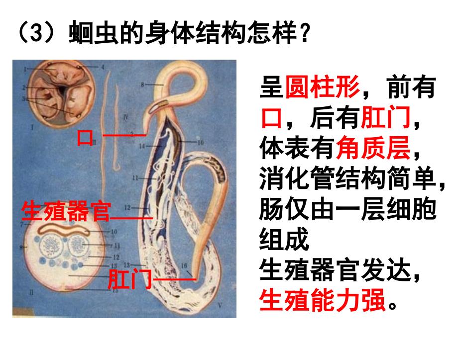 第二节线形动物和环节动物课件.ppt_第3页