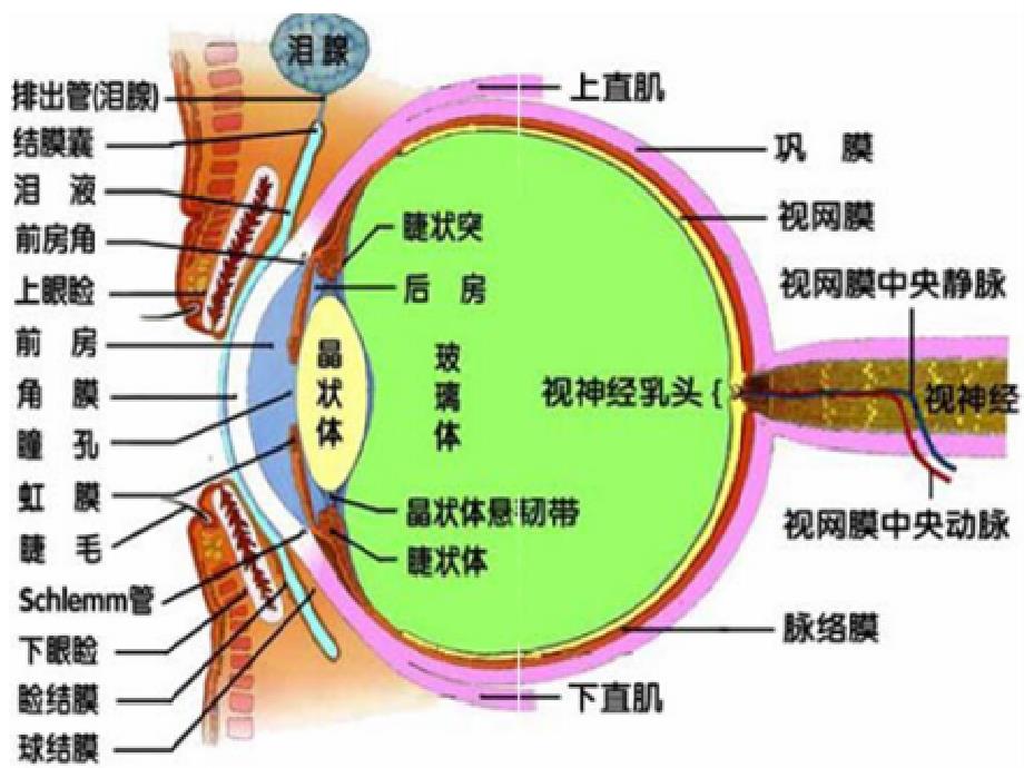 角膜组织工程PPT课件.ppt_第2页