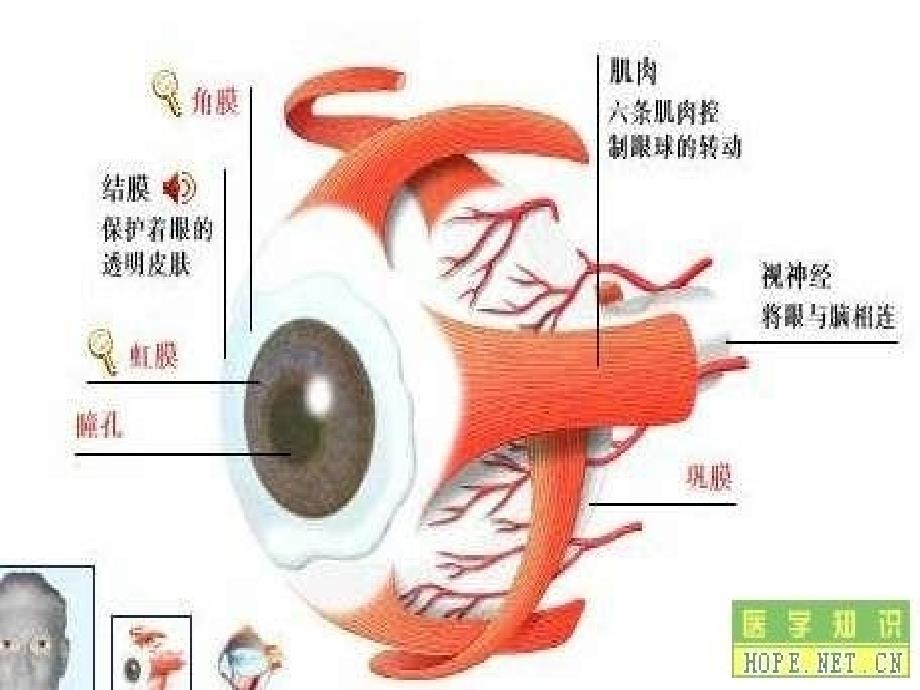 角膜组织工程PPT课件.ppt_第3页