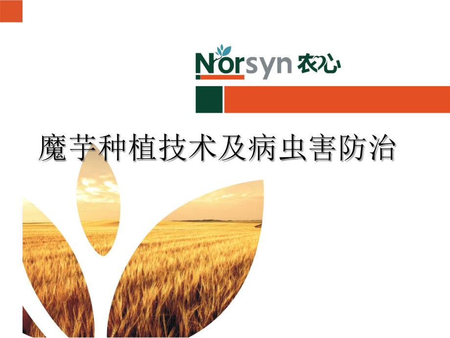 魔芋种植技术PPT课件.ppt_第1页