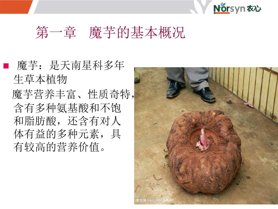 魔芋种植技术PPT课件.ppt_第2页