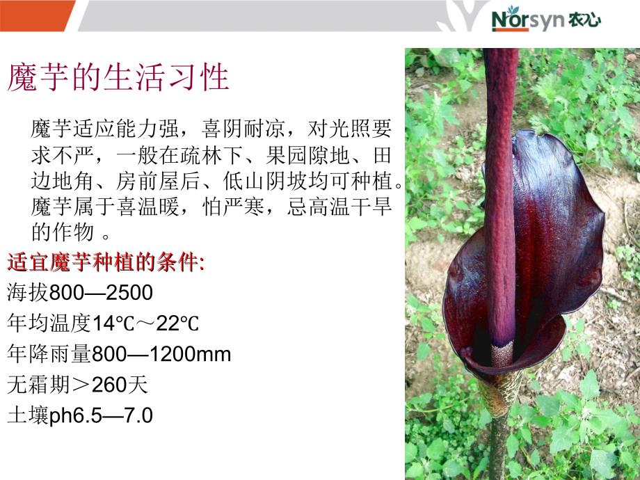 魔芋种植技术PPT课件.ppt_第3页