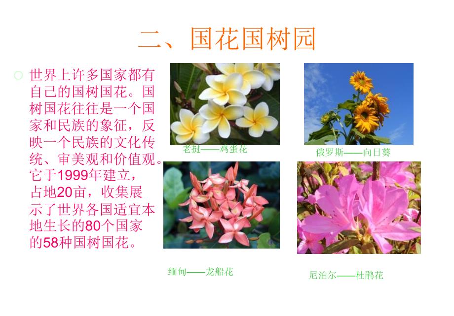 西双版纳热带植物园.ppt_第3页