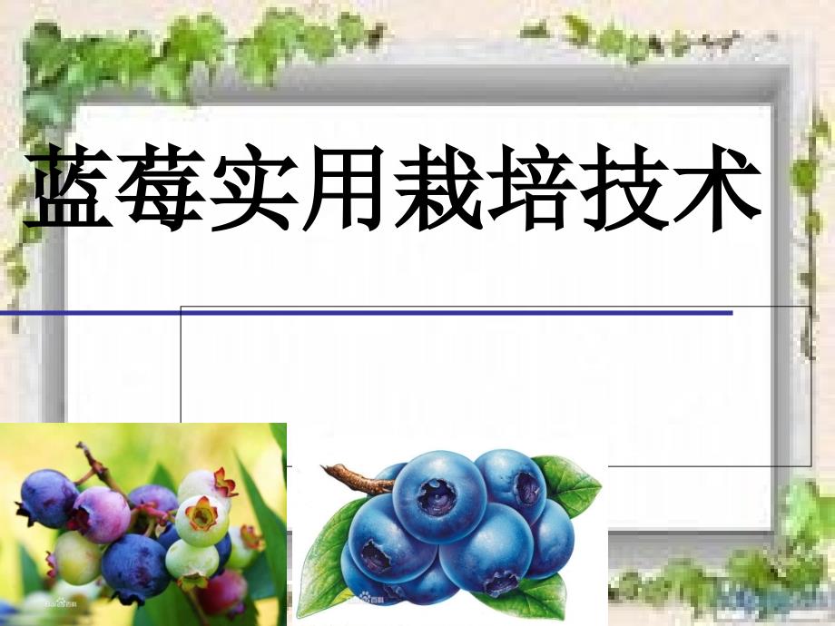 蓝莓栽培技术PPT课件.ppt_第1页