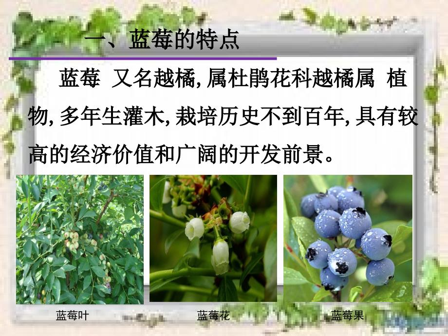 蓝莓栽培技术PPT课件.ppt_第2页